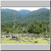 unterwegs auf der Carretera Austral zwischen Puyuhuapi und Chaiten - abgebranter bzw. abgeholzter Wald und Kühe