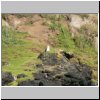 Insel Chiloé - Pinguinera Islotes de Puihuil, eine Möwe auf einer Insel vor der Küste