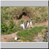 Insel Chiloé - Pinguinera Islotes de Puihuil, Pinguine auf den Inseln vor der Küste