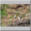 Insel Chiloé - Pinguinera Islotes de Puihuil, Pinguine auf den Inseln vor der Küste