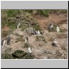 Insel Chiloé - Pinguinera Islotes de Puihuil, Pinguine auf den Inseln vor der Küste