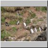 Insel Chiloé - Pinguinera Islotes de Puihuil, Pinguine auf den Inseln vor der Küste