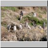 Insel Chiloé - Pinguinera Islotes de Puihuil, Pinguine auf den Inseln vor der Küste