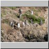 Insel Chiloé - Pinguinera Islotes de Puihuil, Pinguine auf den Inseln vor der Küste