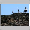 Insel Chiloé - Pinguinera Islotes de Puihuil, Kormorane und ein Albatros auf den Inseln vor der Küste
