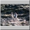 Insel Chiloé - Pinguinera Islotes de Puihuil, Pinguine auf den Inseln vor der Küste