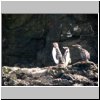 Insel Chiloé - Pinguinera Islotes de Puihuil, Pinguine auf den Inseln vor der Küste