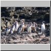 Insel Chiloé - Pinguinera Islotes de Puñihuil, Pinguine auf den Inseln vor der Küste