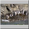 Insel Chiloé - Pinguinera Islotes de Puihuil, Pinguine auf den Inseln vor der Küste