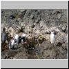 Insel Chiloé - Pinguinera Islotes de Puihuil, Pinguine auf den Inseln vor der Küste