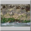 Insel Chiloé - Pinguinera Islotes de Puihuil, ein Pinguin auf den Inseln vor der Küste