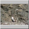 Insel Chiloé - Pinguinera Islotes de Puihuil, ein Pinguin auf den Inseln vor der Küste