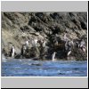 Insel Chiloé - Pinguinera Islotes de Puihuil, Pinguine auf den Inseln vor der Küste