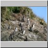 Insel Chiloé - Pinguinera Islotes de Puihuil, Pinguine auf den Inseln vor der Küste