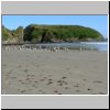 Insel Chiloé - Möwen am Strand bei der Pinguinera Islotes de Puihuil