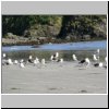 Insel Chiloé - Möwen am Strand bei der Pinguinera Islotes de Puihuil