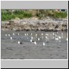 Insel Chiloé - Möwen am Strand bei der Pinguinera Islotes de Puihuil