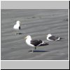 Insel Chiloé - Möwen am Strand bei der Pinguinera Islotes de Puihuil