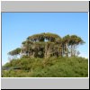 Insel Chiloé - ein Stück Urwald am Campingplatz Playa Gaviotas bei Ancud