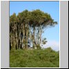 Insel Chiloé - ein Stück Urwald am Campingplatz Playa Gaviotas bei Ancud