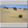 Kysylkum-Wüste mit typischen Saxaul-Sträuchen