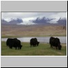 Yaks am Karakul-See