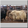 Yaks zum Verkauf auf dem Viehmarkt bei Kashgar