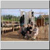 auf dem Viehmarkt bei Kashgar