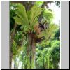 Sentosa-Insel - exotische Farnen auf Bäumen am Merlion Walk