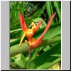 Sentosa-Insel - eine Blume