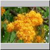 Sentosa-Insel - Blüten eines Baumes