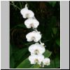 Sentosa-Insel - Orchideen im Sentosa Orchid Gardens