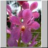 Sentosa-Insel - Orchideen im Sentosa Orchid Gardens