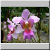 Sentosa-Insel - Orchideen im Sentosa Orchid Gardens