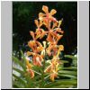 Sentosa-Insel - Orchideen im Sentosa Orchid Gardens