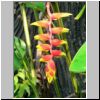 Sentosa-Insel - eine Blume