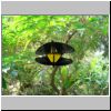 Sentosa-Insel - Schmetterlinge im Butterfly Park