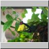 Sentosa-Insel - ein Schmetterling im Butterfly Park