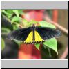 Sentosa-Insel - ein Schmetterling im Butterfly Park