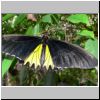 Sentosa-Insel - ein Schmetterling im Butterfly Park