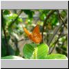 Sentosa-Insel - ein Schmetterling im Butterfly Park