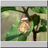 Sentosa-Insel - ein Schmetterling im Butterfly Park