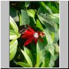 Sentosa-Insel - ein Schmetterling sowie  eine Blume im Butterfly Park