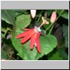 Sentosa-Insel - eine Blume im Butterfly Park