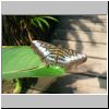 Sentosa-Insel - ein Schmetterling im Butterfly Park