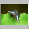 Sentosa-Insel - ein Schmetterling im Butterfly Park