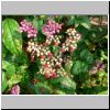 Sentosa-Insel - blühende Pflanze und ein Schmetterling im Butterfly Park
