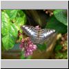 Sentosa-Insel - blühende Pflanze und ein Schmetterling im Butterfly Park