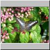 Sentosa Island - Schmetterling im Schmetterlings- und Insektenpark