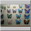 Sentosa-Insel - präparierte Schmetterlinge in der Ausstellung im Butterfly Park